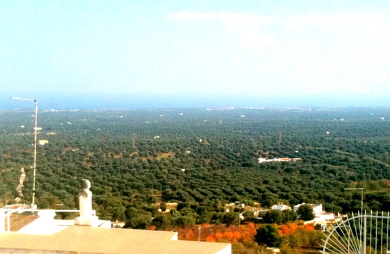 Olive trees below Ostuni.JPG